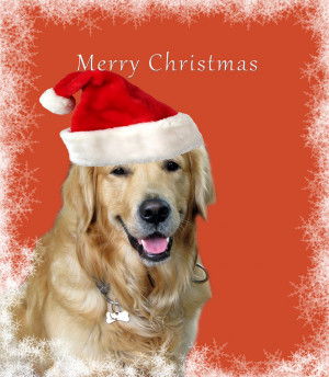 Posts related to Dog christmas cards sayings