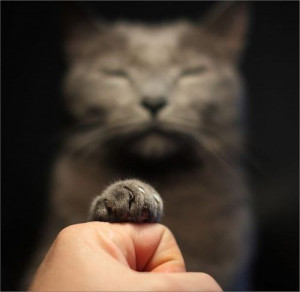 Cats find humans useful domestic animals.