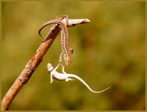 Posted by Brian Dickerson on 6/01/2011 05:46:00 AM