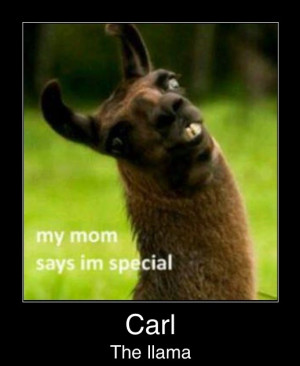 funny-picture-carl-the-llama