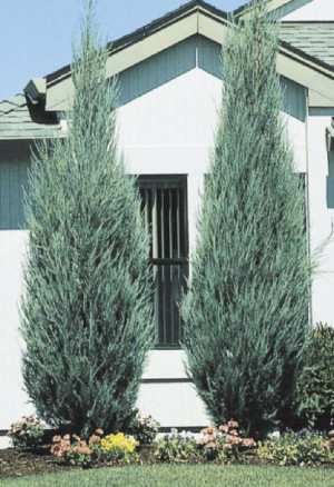 Juniper Skyrocket Evergreen