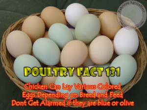 Chicken Egg Color Quote