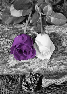 Black White Purple Wall Art/ Rose Flowers/ by LittlePiePhotoArt More
