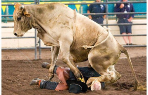 Do you like bulls?? It might be quite painful to be trampled by it.