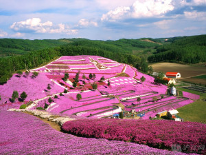 Home » Japan: » Spring flowers on a hillside, Hokkaido, Japan