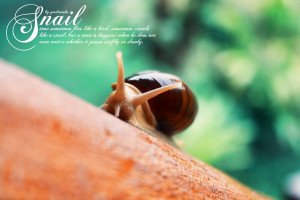 Quote's of Snail by yerdiansha