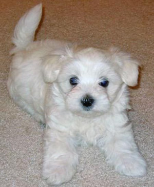 Bentley the Maltese Pictures 685