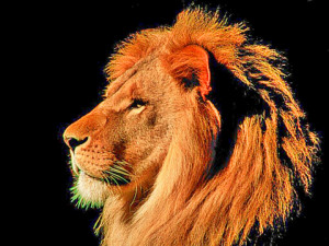 Related Pictures conquering lion of the tribe of judah judah