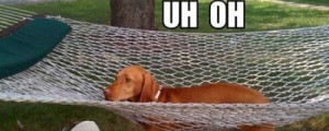 Dog in Hammock and Other Animals Stuck in Funny Positions uh oh
