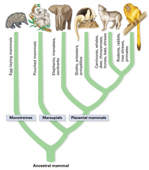 phylogenetic tree mammals