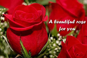 Beautiful Roses For You