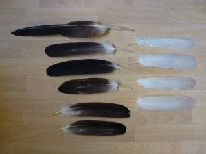 Bald Eagle feathers by Aewendil