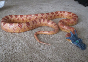 cute snake armor snakes corn snake