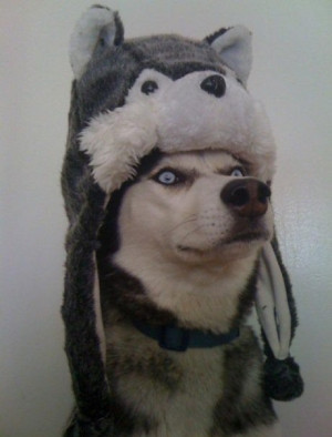 Cute Hat On Husky - Image
