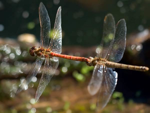 10 Animals That Practice Homosexuality