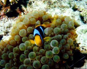 hiding in anemone a clownfish hiding inside his anemone they re quote ...