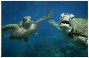 Cute Sea Turtle Family.....