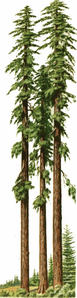 Redwood Trees Clip Art Parent directory · redwood1.
