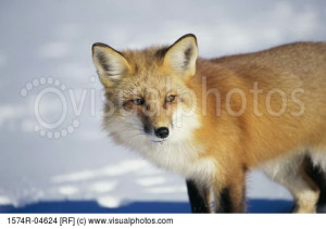fox animal quotes