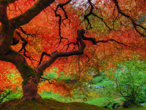 Trees in autumn are often beautiful, displaying vibrant shades of ...