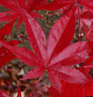Acer Palmatum Red Emperor Japanese Maple