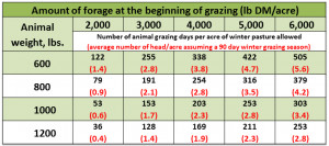 Florida Cattle: Tough Decision Time on Winter Feeding