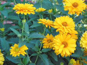 ... on False Sunflowers Are Easily Confused With Perennial Sunflowers But