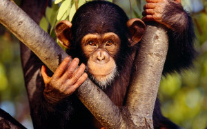 Interesting facts about monkeys, cute monkey