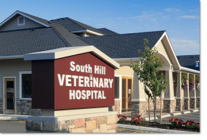 ... hill veterinary hospital puyallup wa south hill veterinary hospital