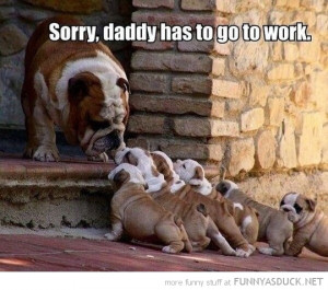 bulldog puppies daddy has to go to work animal funny pics pictures pic ...