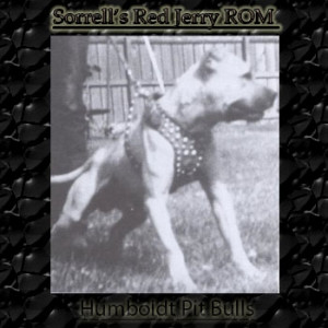 pit bull history