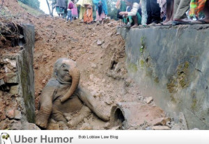 baby elephant stuck in a ditch after slipping from a railway ...