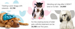 Treating a poor doggie with cataracts - £1,500 ,Mending cat's broken ...