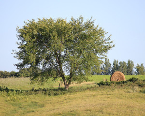 Country Scene Photograph
