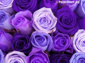 Purple roses – Beautiful, useful and one of the best Purple Flower ...