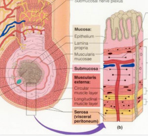Layers of GI Tract Wall