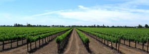 Cultivated Chardonnay near Lockeford, California