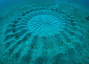 Mysterious Underwater ‘Crop Circles’ Discovered Off the Coast of ...