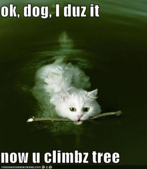 funny cat quotes