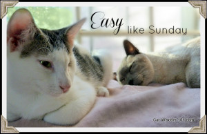 ... pictures of cats cat wishing you happy sunday happy sunday everyone
