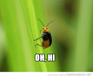 happy waving bug insect smiling animal oh hi grass funny pics pictures ...