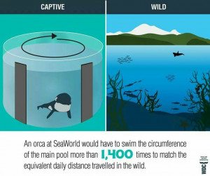 Captive vs wild orcas