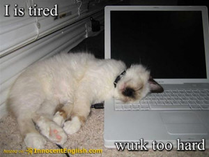 funny-cat-tired-of-work.jpg