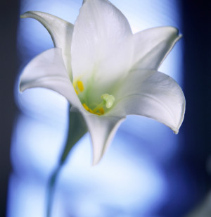 Easter Lily — Image by © Royalty-Free/Corbis Courtesy MSN Clipart