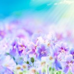 ... Rays Wallpaper Pink Tulips Wallpaper Beautiful Tulips Flower Wallpaper