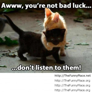 luck black cat black cats fun bad luck fun black cat funniest bad luck ...