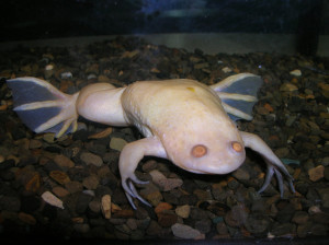 White Frog Freeman
