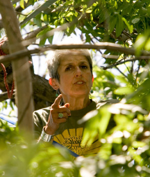 Joan Baez, Who has been sitting in a tree she climbed to raise