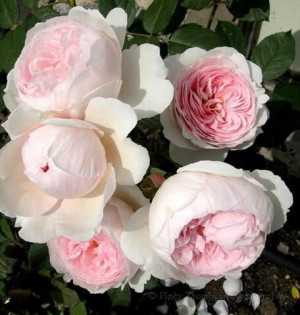 Old English Cabbage Roses
