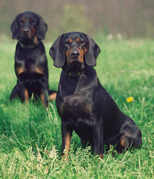 Polish Hunting Dog picture
